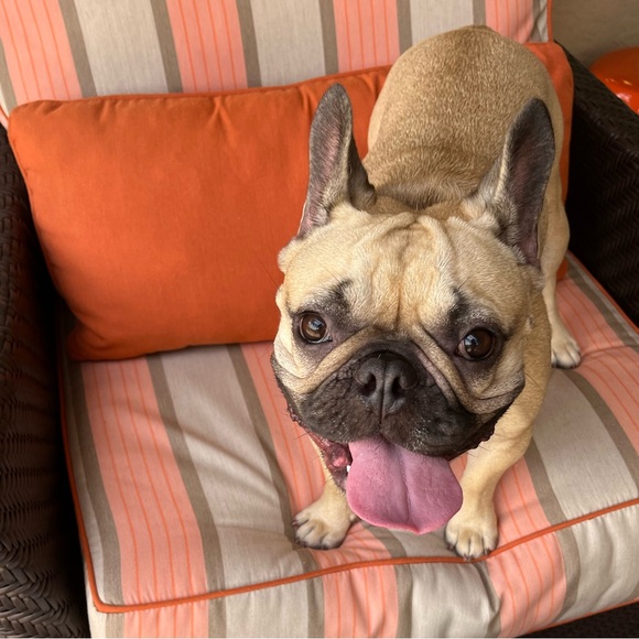 ⭐️⭐️Live Notification Flyer ⭐️⭐️ - Picture 4 of 5